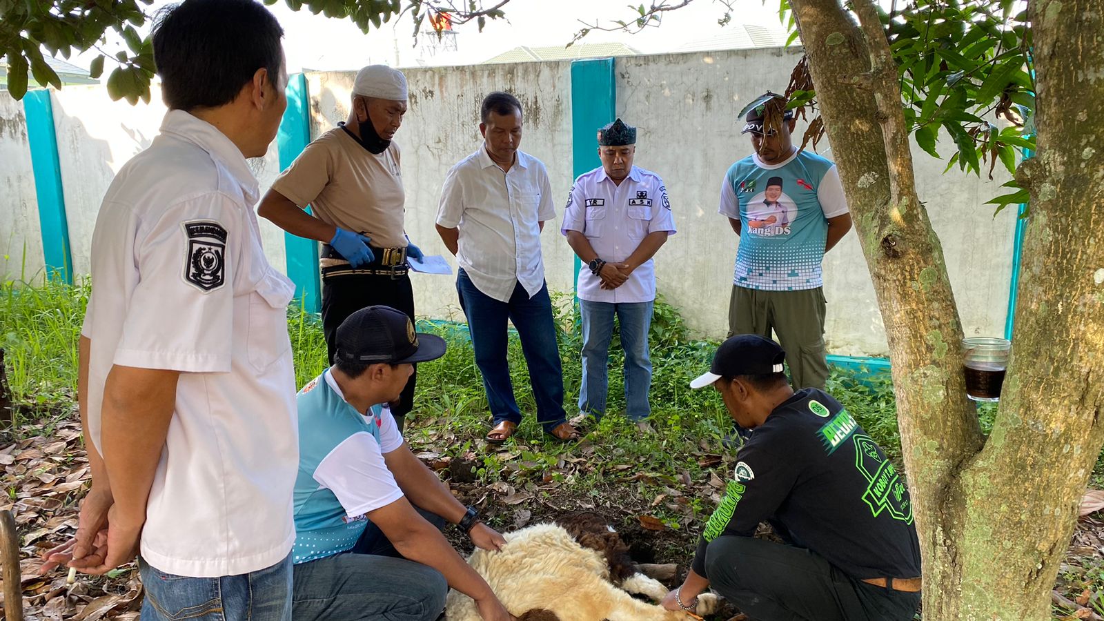 pemotongan-hewan-qurban-pemerintah-kecamatan-kutawaringin